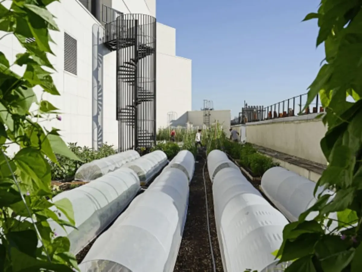 Visite d'une ferme urbaine sur les toits de l'Opéra Bastille