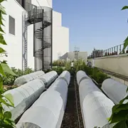 Visite d'une ferme urbaine sur les toits de l'Opéra Bastille