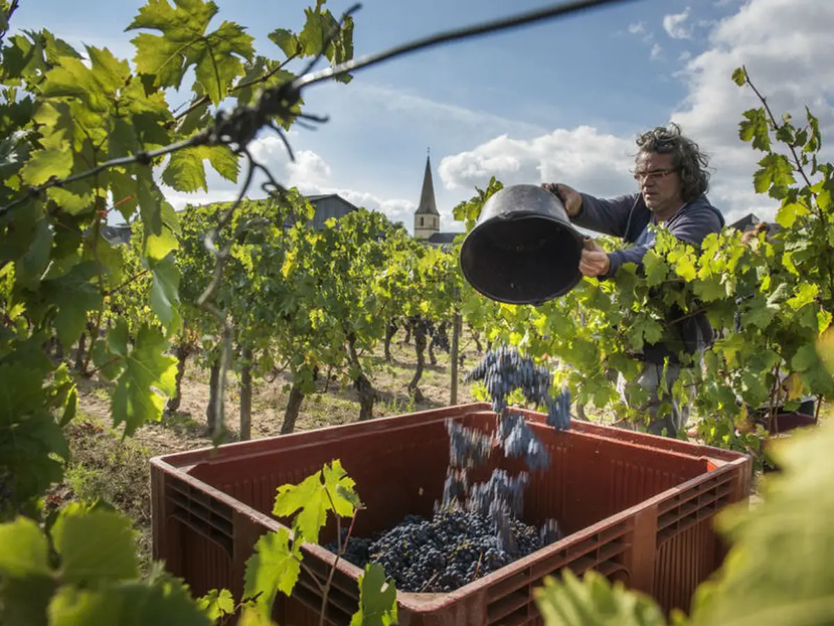 Visite de chai insolite : Le Chai d'Oeuvres