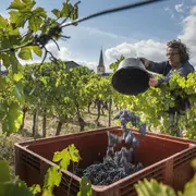 Visite de chai insolite : Le Chai d'Oeuvres