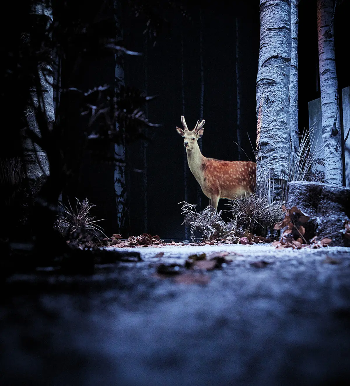 Visite de décors - Neige