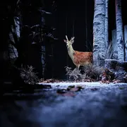 Visite de décors - Neige