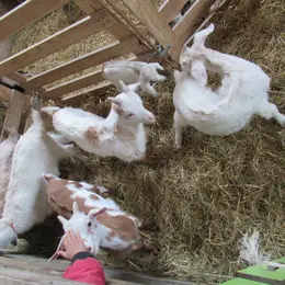 Visite De Ferme