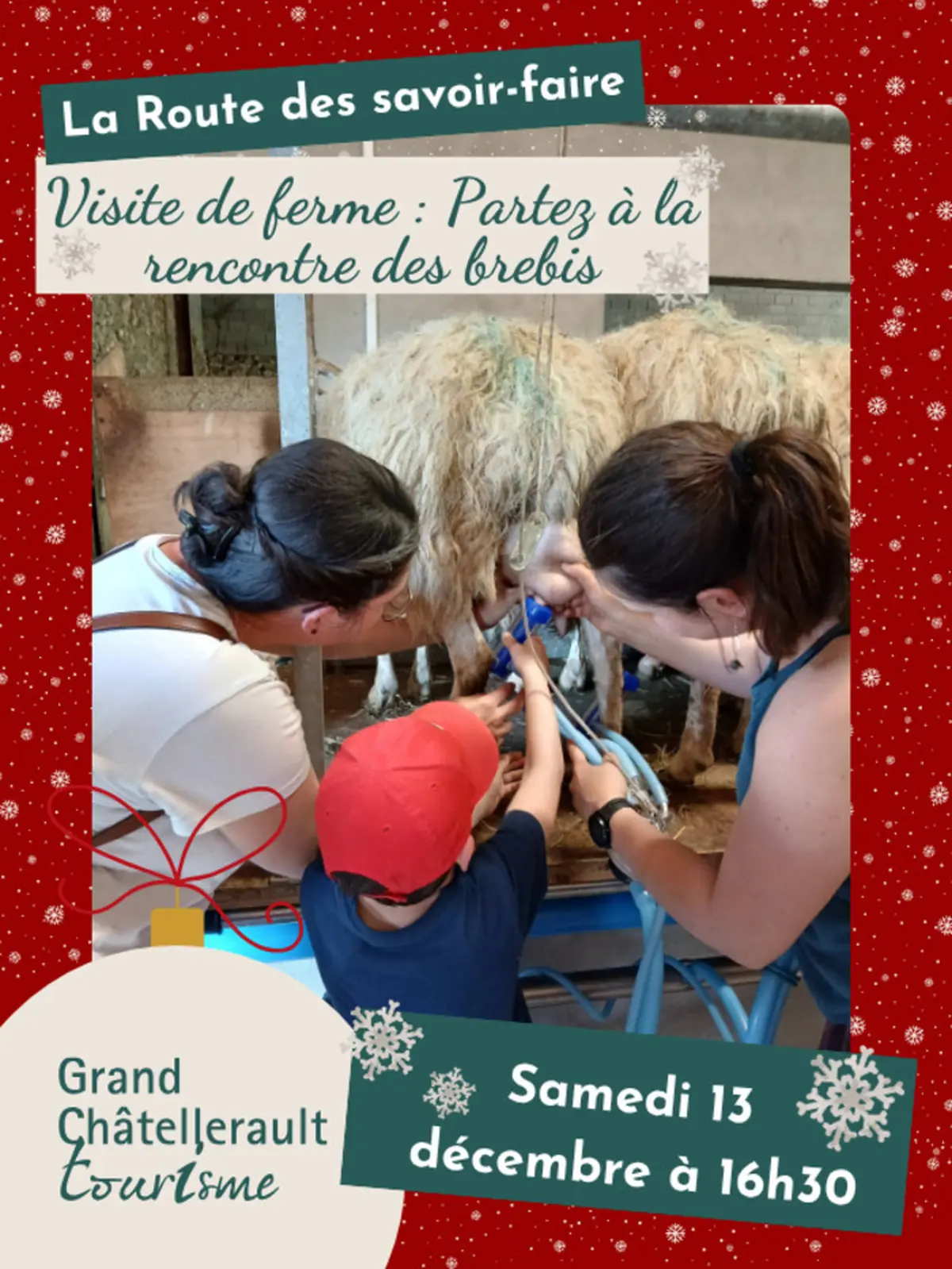 Visite de ferme : Partez à la rencontre des brebis