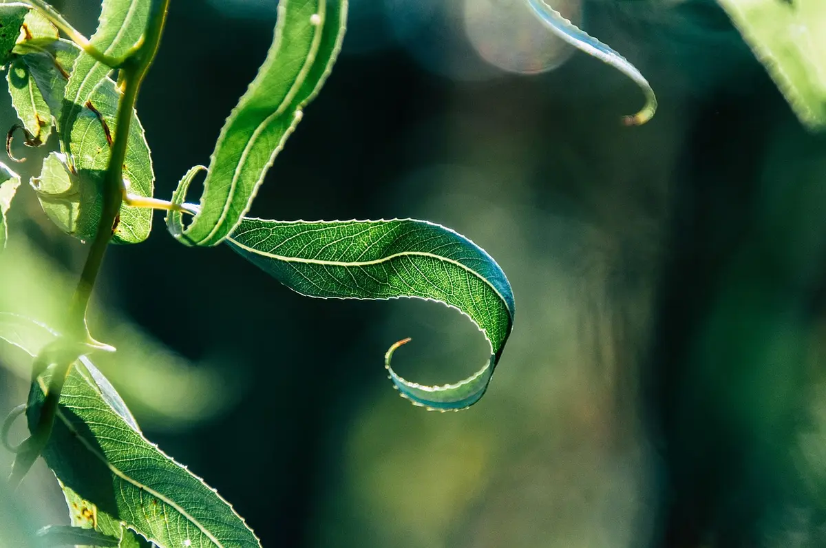 Visite de jardin : Le Teillaud