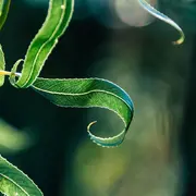 Visite de jardin : Le Teillaud