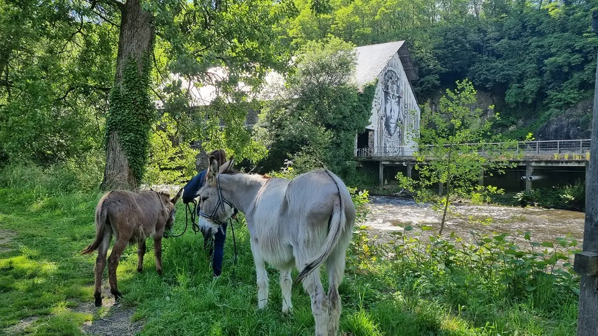Visite de l'élevage des Ânes Voyageurs