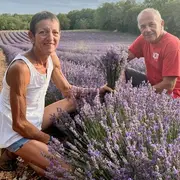 Visite de l'exploitation de lavande bio des Senteurs de Roumégouse