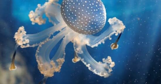 Quelles sorties à Brest du 5 au 7 décembre ? 3 idées pour un week-end réussi