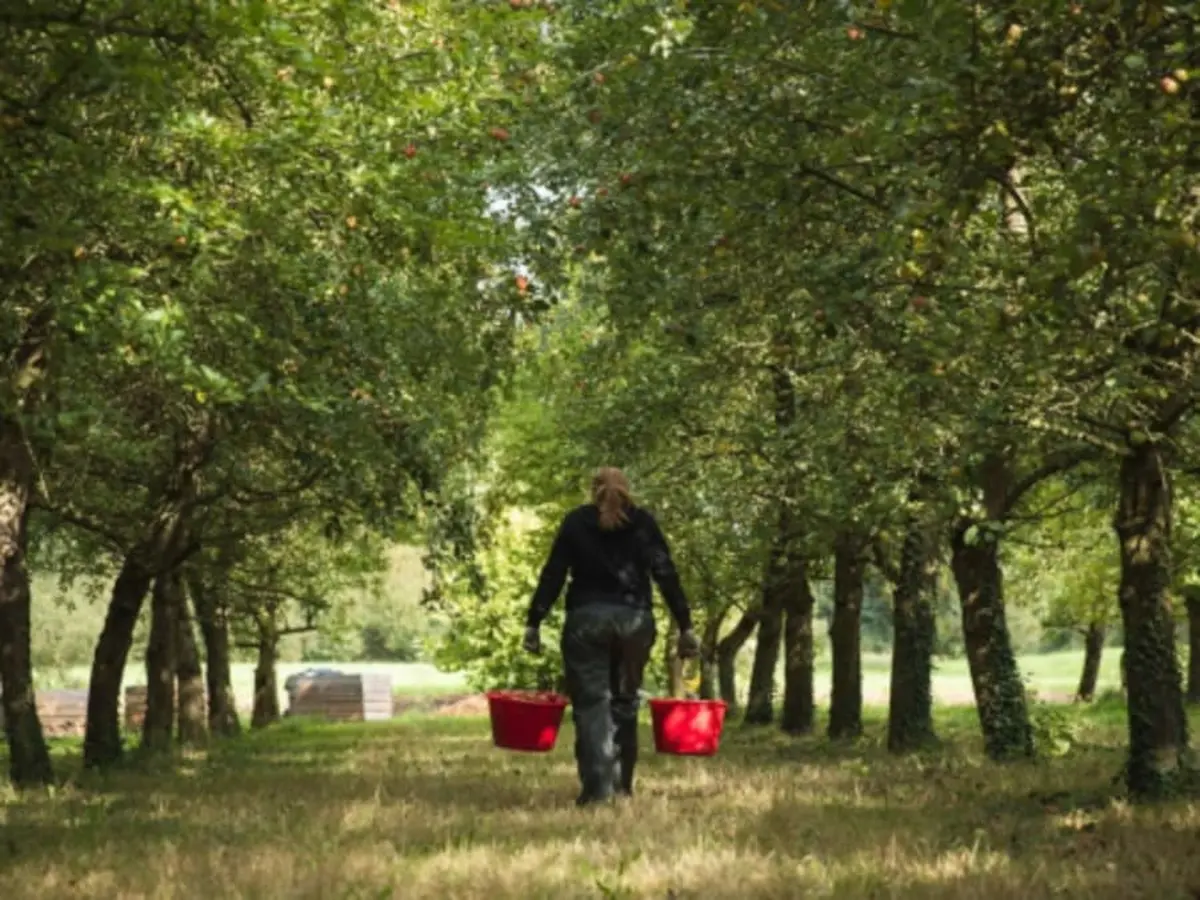 Visite de la cidrerie du Domaine des Pommes d'Armor (22)