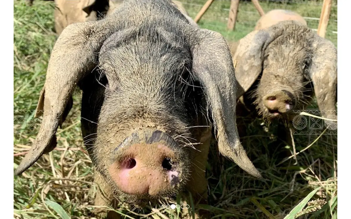 Visite de la ferme Arrondoa