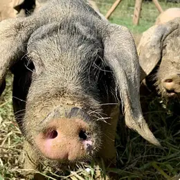 Visite de la ferme Arrondoa