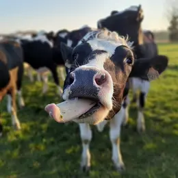 Visite de la ferme de Blas'lait