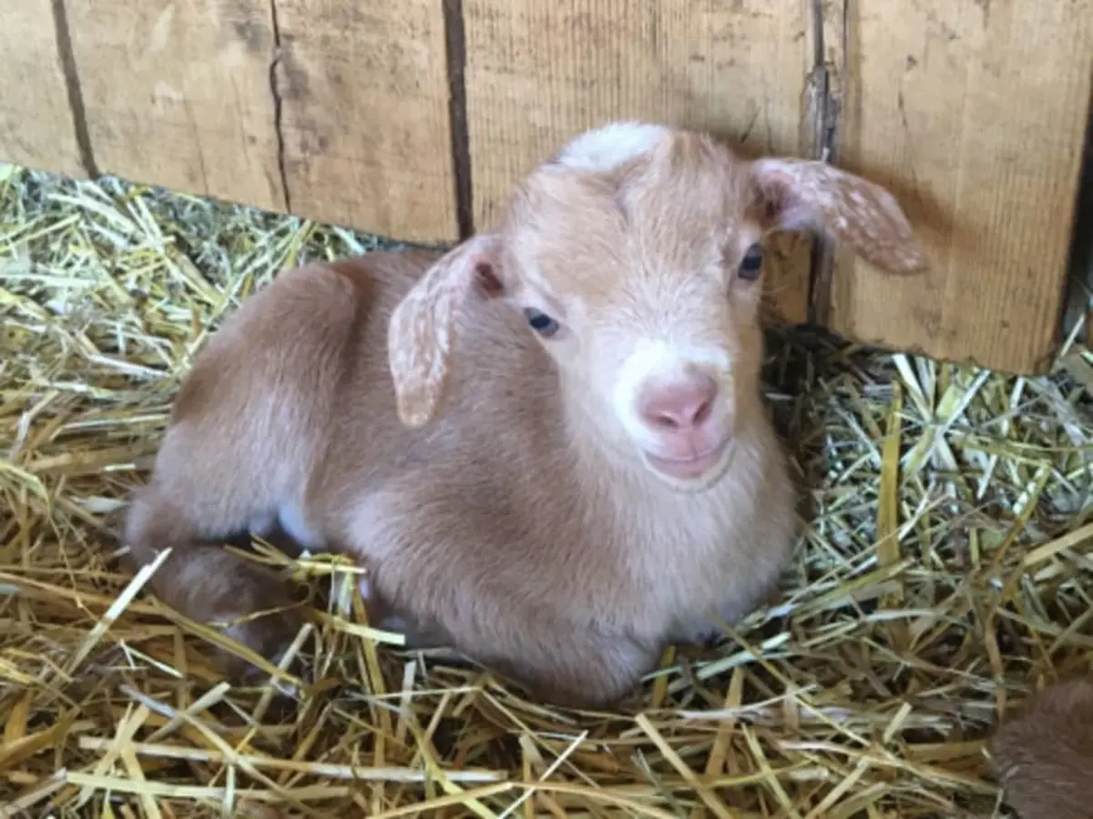 Visite de La Ferme de Gally de Sartrouville  2025