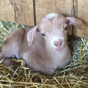 Visite de La Ferme de Gally de Sartrouville  2025