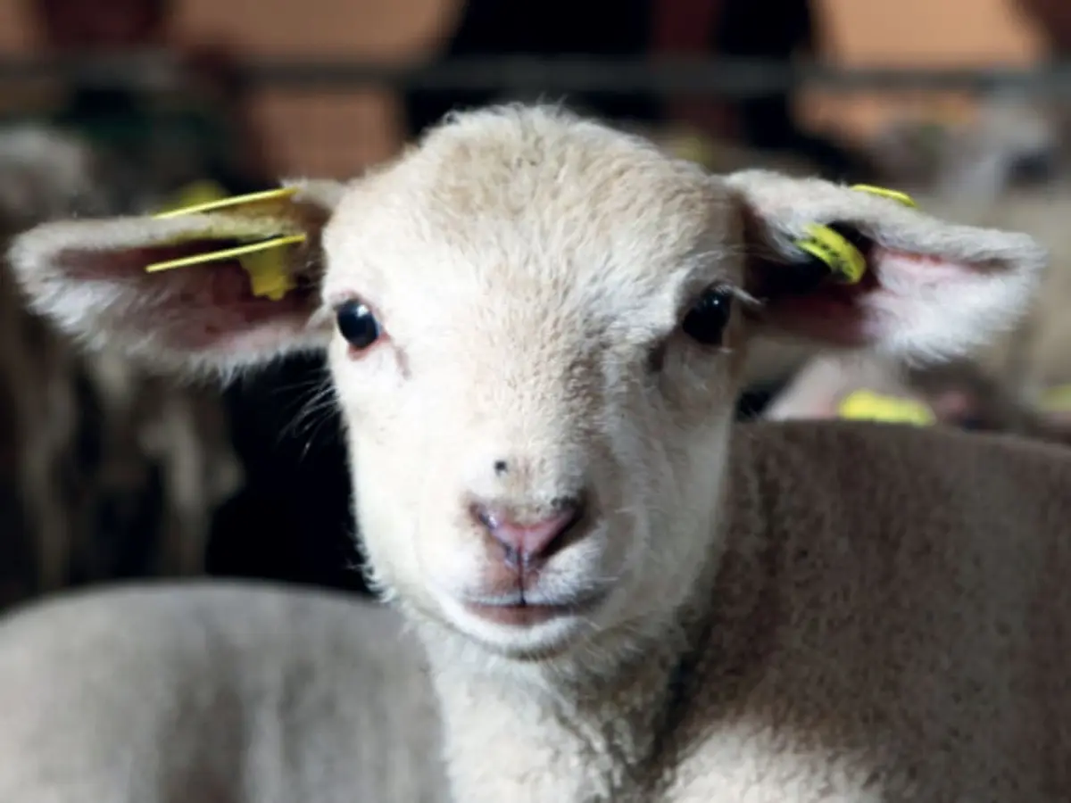 Visite de la Ferme de Gally Saint-Cyr-l'Ecole 2025