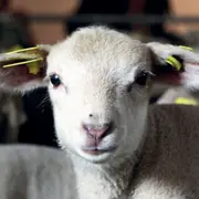Visite de la Ferme de Gally Saint-Cyr-l'Ecole 2025