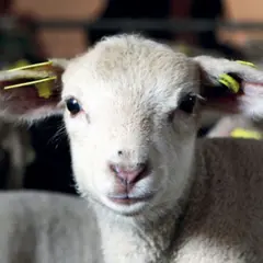Visite de la Ferme de Gally Saint-Cyr-l'Ecole 2025