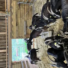 Visite de la ferme de la Bonnellerie