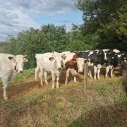 Visite de la ferme de Lorthe : vaches laitières et veaux