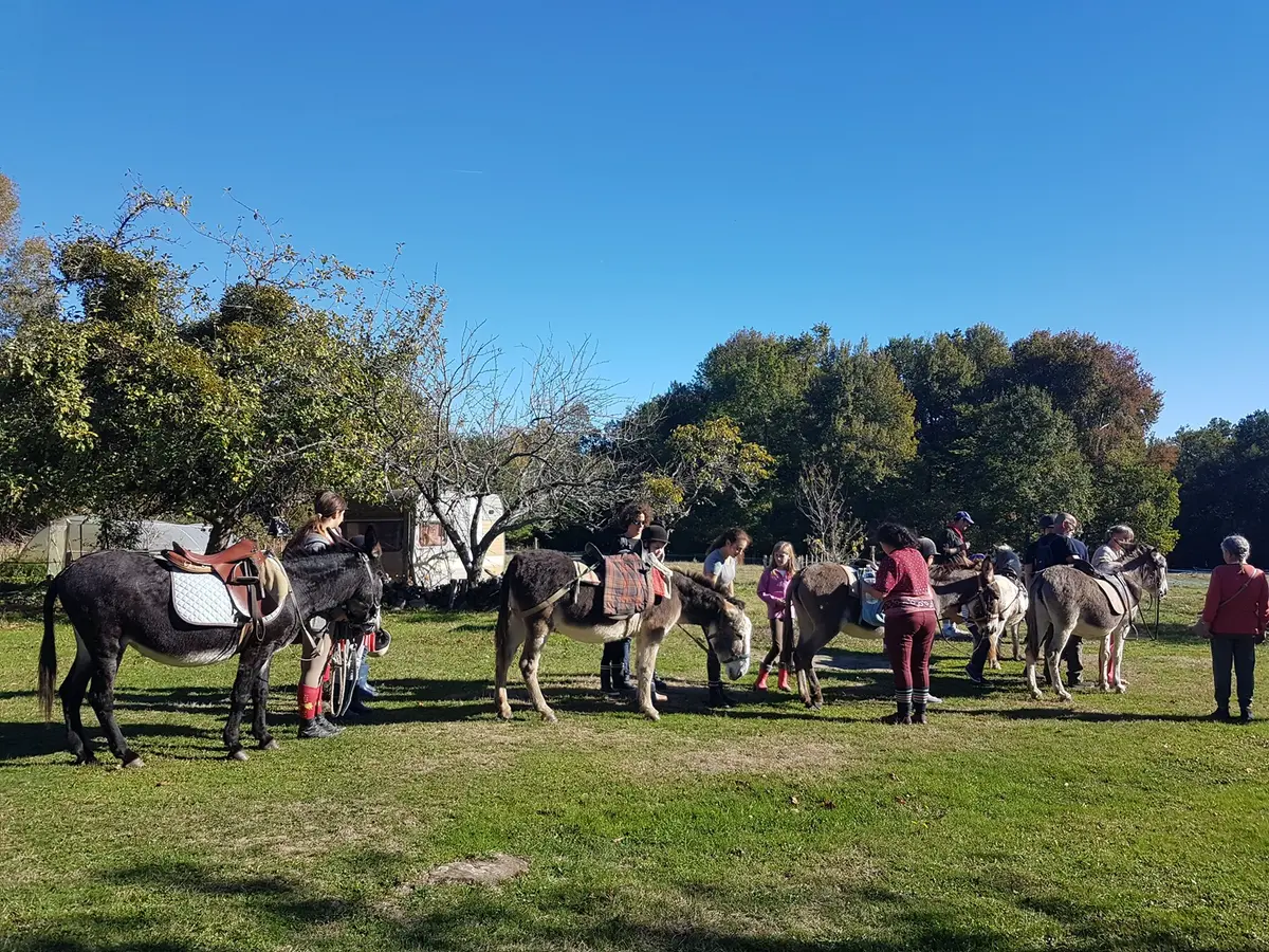 Visite de la ferme des ânes