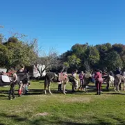 Visite de la ferme des ânes