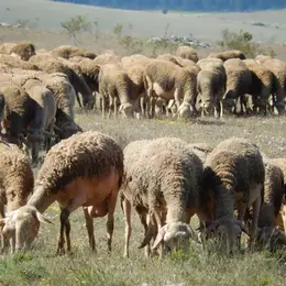 Visite de la ferme des Grailhes