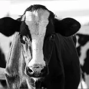 Visite de la ferme du Hameau Guilbert