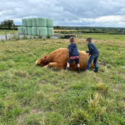 Visite de la ferme La Vallée des Vaches