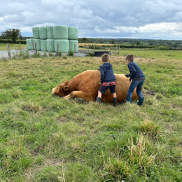 Visite de la ferme La Vallée des Vaches
