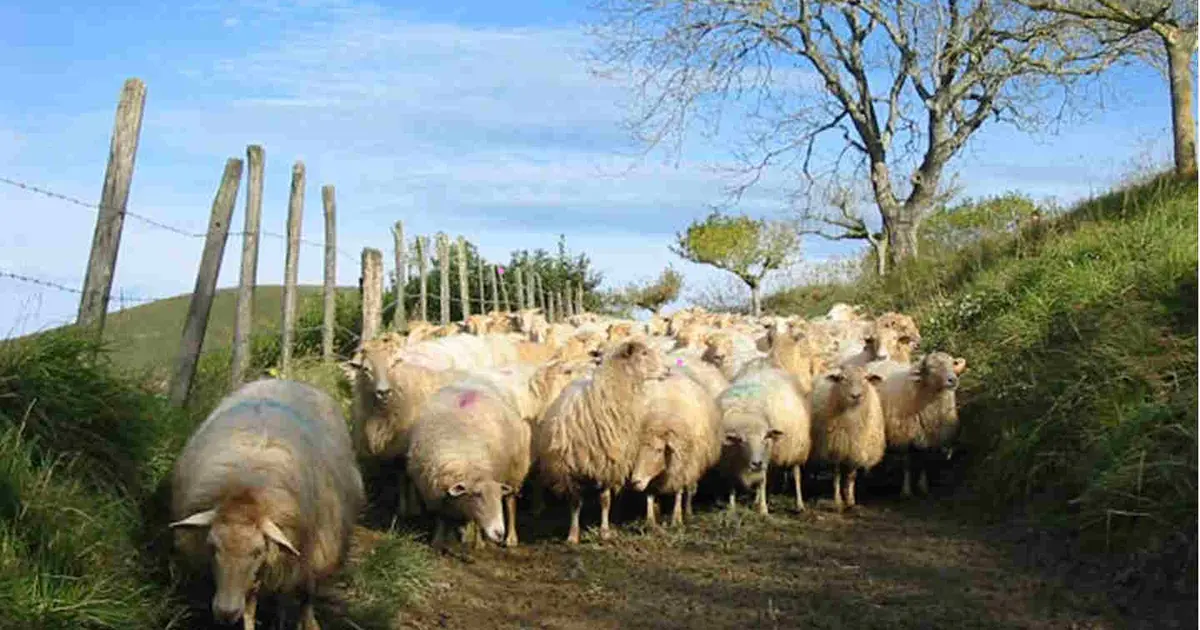Ferme Landran