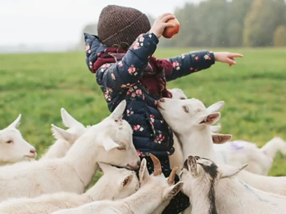 Visite de la ferme pédagogique de Monsieur Seguin & goûter (01)