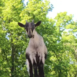 Visite de la ferme pédagogique des Carreaux