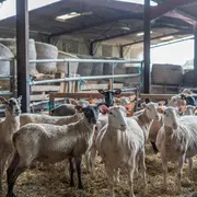 Visite de la Ferme Périvier : traditions et terroir à Saint-Pierre-de-Maillé