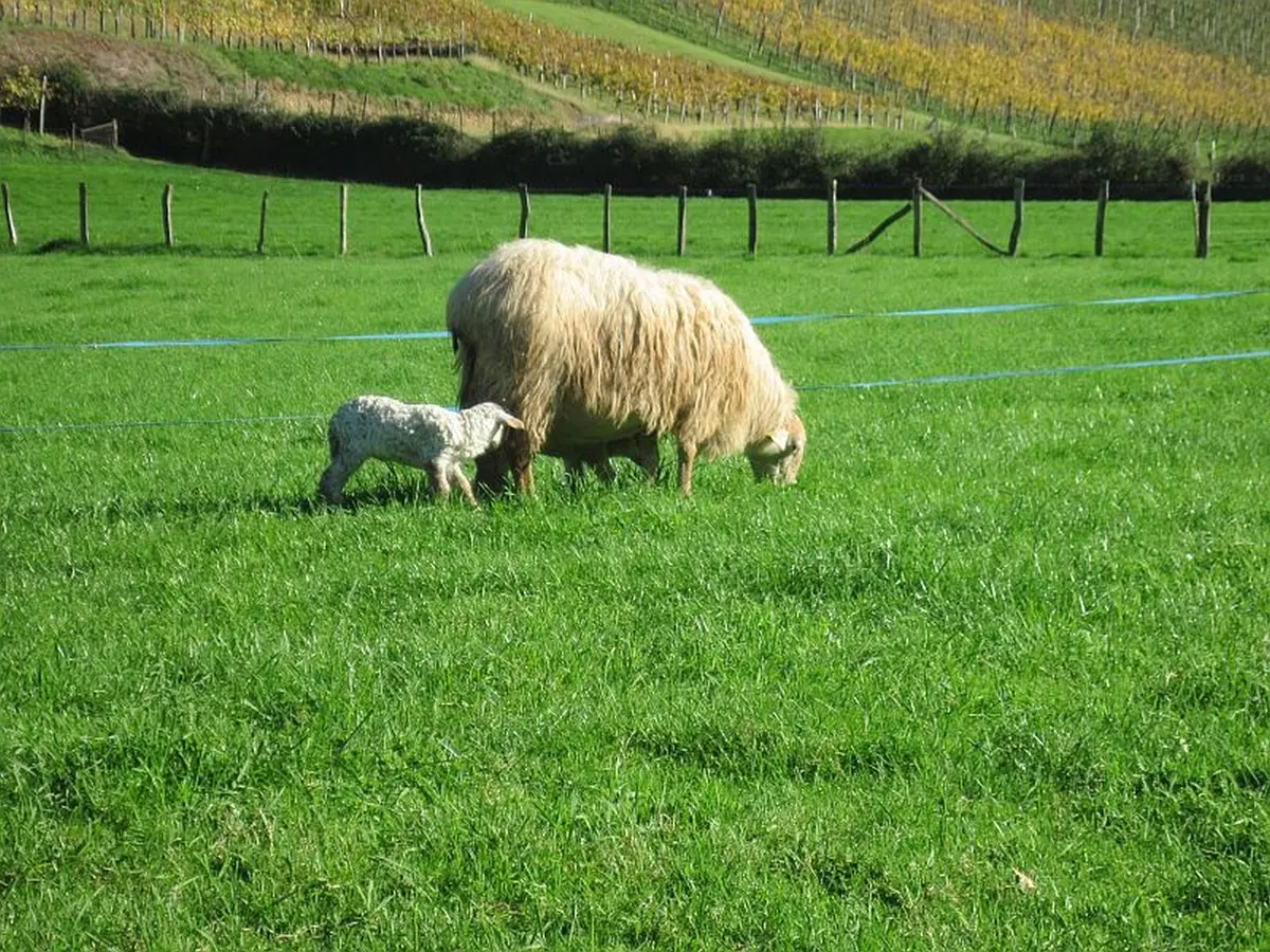 Visite de la ferme Tambourin