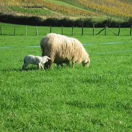 Visite de la ferme Tambourin