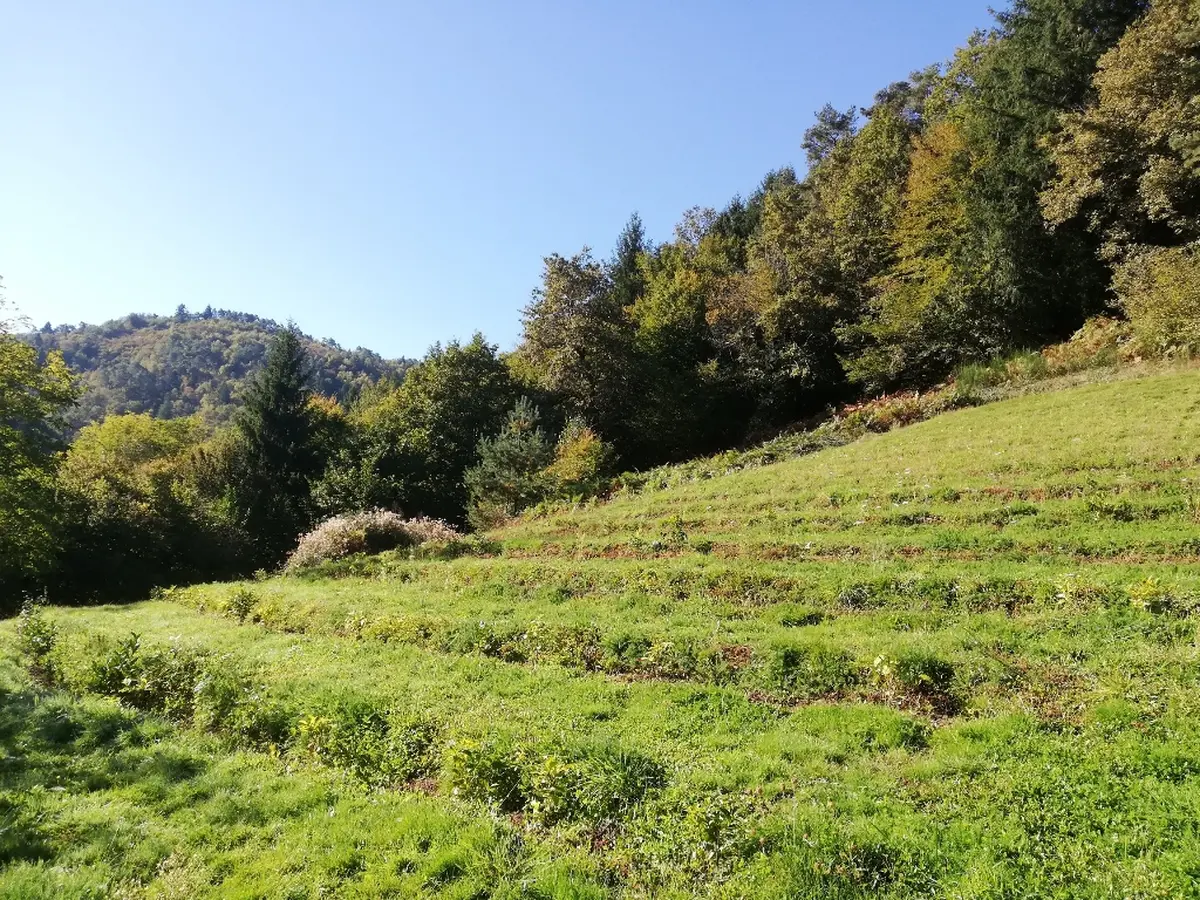 Visite de la ferme Thé 19