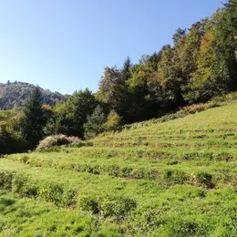 Visite de la ferme Thé 19