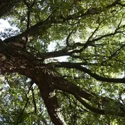 Visite de la forêt dans tous ses états