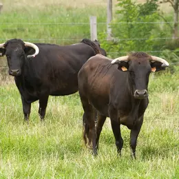 Visite de la ganaderia Maynus