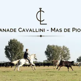 Visite de la Manade Cavallini
