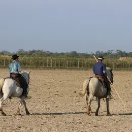 Visite de la Manade la Grand Ponche à Albaron