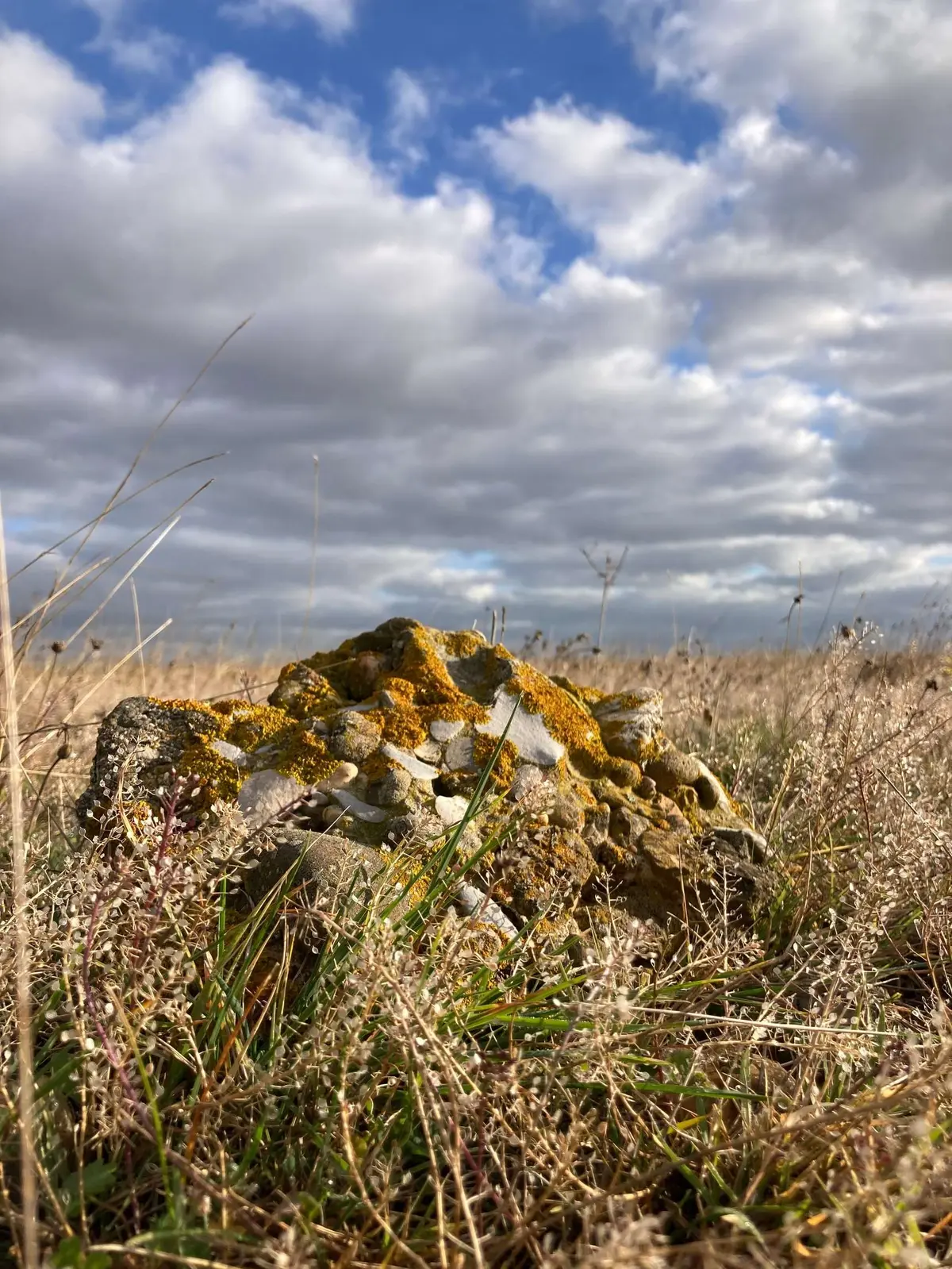 Visite de la Réserve des Coussouls de Crau