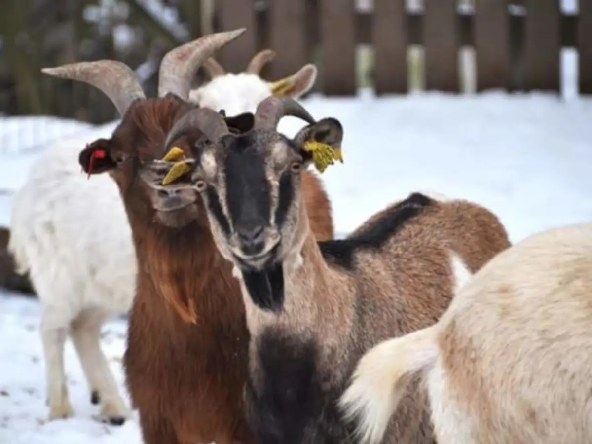 Visite de Noël à la Ferme de Gally de Saint-Cyr-L'Ecole (78)