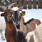 Visite de Noël à la Ferme de Gally de Saint-Cyr-L'Ecole (78)