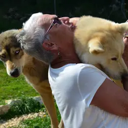 Visite de parc et immersion chiens de traineaux