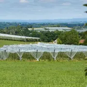 Visite de vergers de pommes