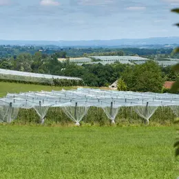 Visite de vergers de pommes