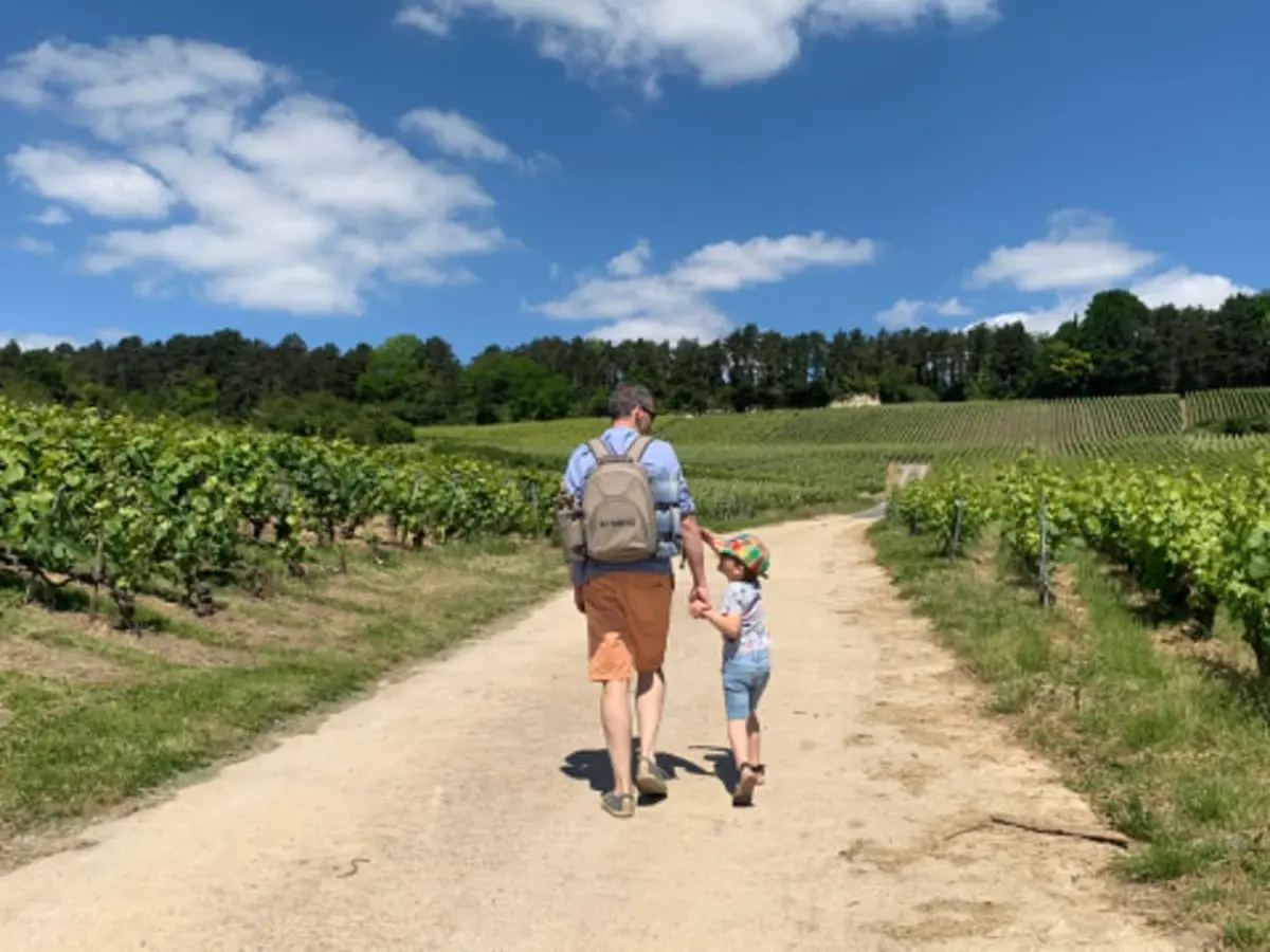 Visite de vignoble et pique-nique à Hermonville (51)