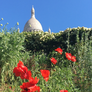 Visite Découverte botanique sur la Butte- Montmartre